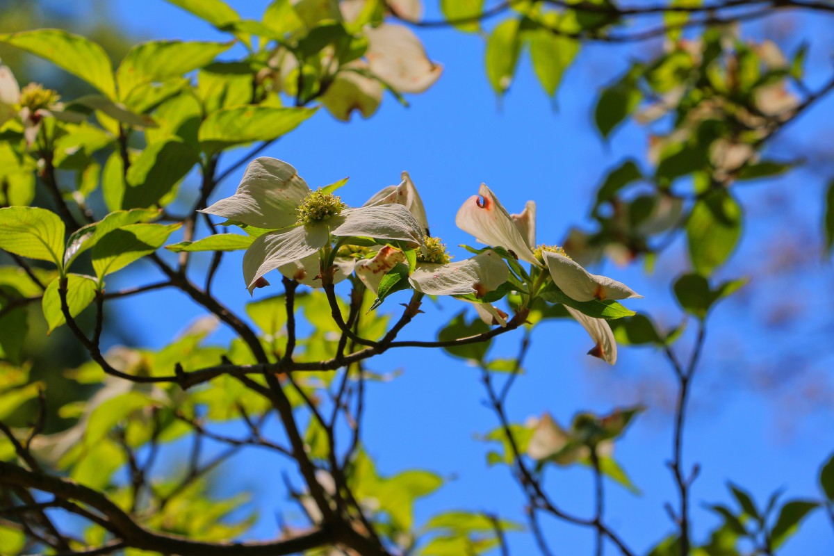 Dogwood Cornus Florida
