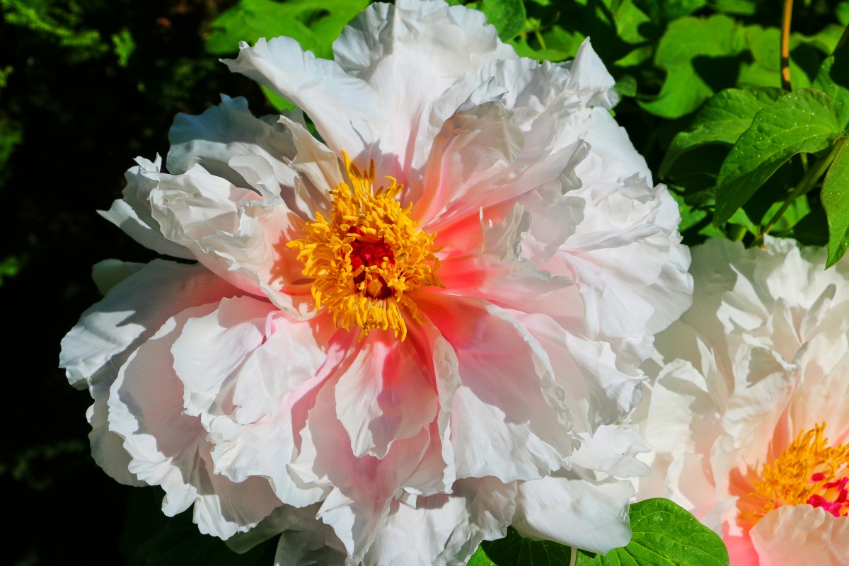 &ldquo;Phoenix White&rdquo; Chinese Tree Peony