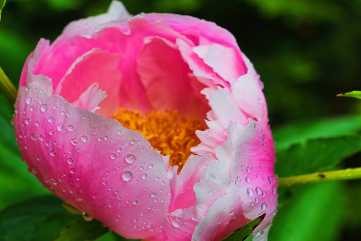 Paeonia lactiflora